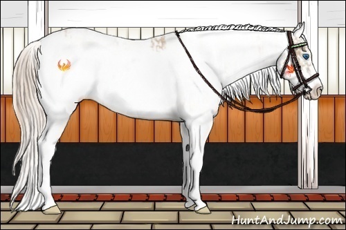 Horse Color:Chocolate Palomino Pearl Sabino Frame  and Chocolate Palomino Pearl Sabino Frame Varnish 