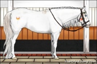 Horse Color:Chocolate Palomino Pearl Sabino Frame  and Chocolate Palomino Pearl Sabino Frame Varnish 