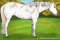 Horse Color:Chestnut Sabino