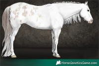 Horse Color:White Spotted Brown Roan Dun Appaloosa Rabicano 