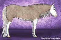 Horse Color:Silver Brown Roan Dun Splash