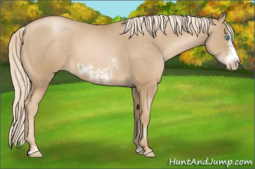 Horse Color:Chocolate Palomino Pearl Sabino Frame and Chocolate Palomino Pearl Sabino Splash Frame
