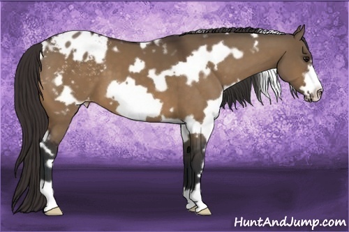 Horse Color:White Spotted Bay Dun Frame Appaloosa 