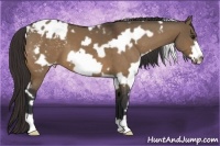 Horse Color:White Spotted Bay Dun Frame Appaloosa 