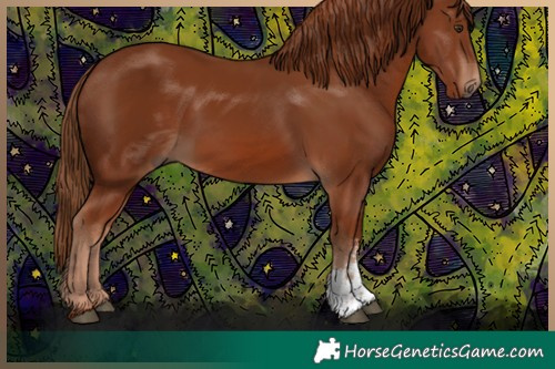 Horse Color:Chestnut Sabino