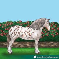 Horse Color:Chestnut Sabino Blanket 