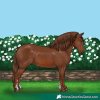 Horse Color:Chestnut Sabino