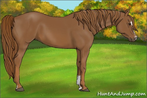 Horse Color:Chestnut Sabino
