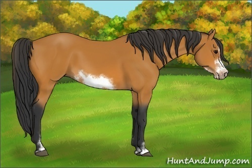 Horse Color:Bay Sabino Frame 