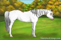 Horse Color:Bay Sabino Frame 