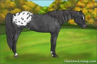 Horse Color:Black Sabino Appaloosa