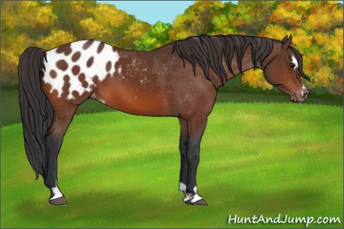 Horse Color:Brown Sabino Appaloosa 