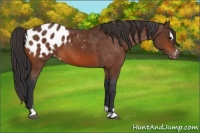 Horse Color:Brown Sabino Appaloosa 