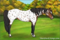 Horse Color:Bay Sabino Near Leopard 