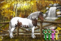 Horse Color:Liver Chestnut Tobiano Appaloosa