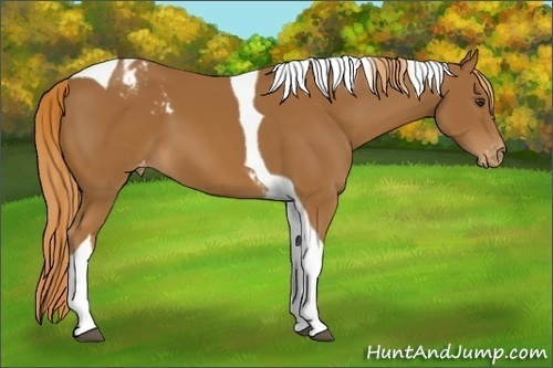 Horse Color:Chestnut Tobiano Appaloosa 