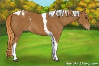 Horse Color:Chestnut Tobiano Appaloosa 