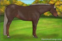 Horse Color:Gray Chestnut Sabino 