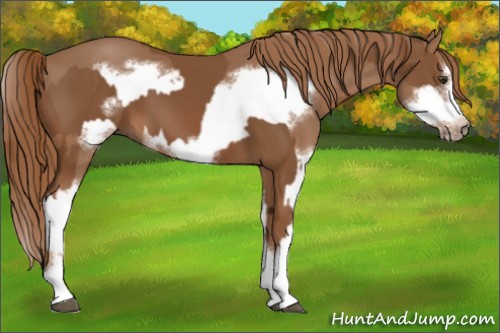 Horse Color:Chestnut Sabino Splash Frame and Chestnut Sabino Splash Frame