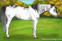 Horse Color:Black Sabino Splash Frame  and Gray Black Sabino Splash Frame 