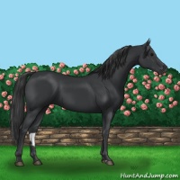 Horse Color:Black Sabino 