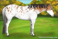 Horse Color:White Spotted Bay Appaloosa 