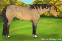 Horse Color:Buckskin Roan 