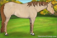 Horse Color:Red Dun Roan 