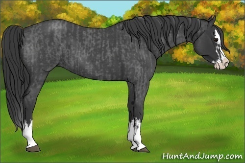 Horse Color:Blue Roan Sabino Splash  and Blue Roan Sabino Splash 