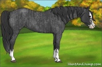 Horse Color:Blue Roan Sabino Splash  and Blue Roan Sabino Splash 