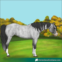 Horse Color:Blue Roan Sabino Splash  and Blue Roan Sabino Splash 
