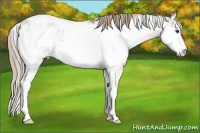 Horse Color:Chocolate Palomino Ice Sabino Varnish Rabicano
