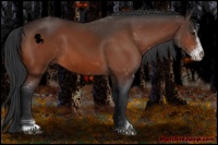 Horse Color:Bay Sabino 