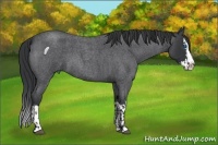 Horse Color:Blue Roan Sabino Splash  and Blue Roan Sabino Splash 