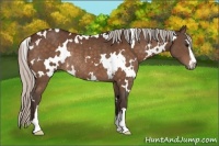 Horse Color:White Spotted Silver Bay Sabino Rabicano 