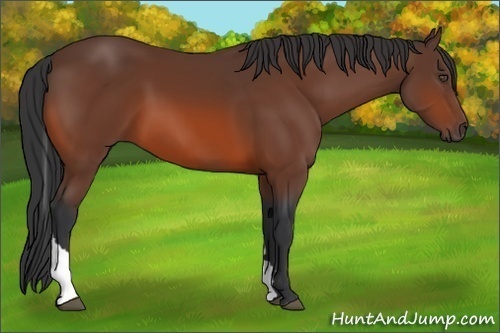 Horse Color:Bay Tobiano 