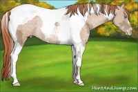 Horse Color:Buckskin Ice Pearl Tobiano Appaloosa Rabicano 