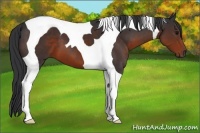 Horse Color:Brown Tobiano 