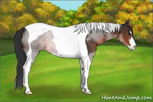 Horse Color:Brown Sabino Tobiano 