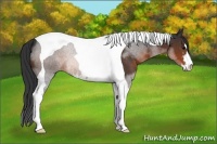 Horse Color:Brown Sabino Tobiano 