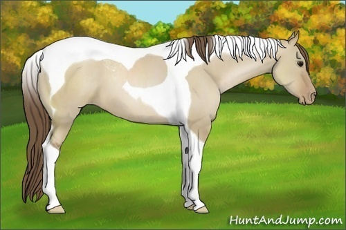 Horse Color:Grullo Pearl Tobiano 
