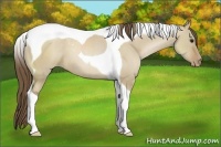 Horse Color:Grullo Pearl Tobiano
