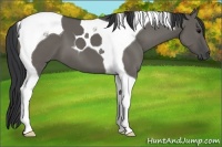 Horse Color:Grullo Tobiano 