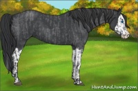 Horse Color:Blue Roan Sabino Splash  and Blue Roan Sabino Splash 