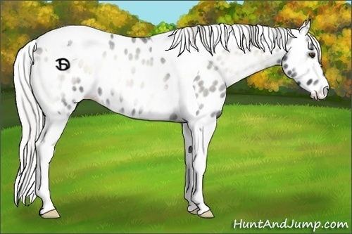Horse Color:Silver Smoky Blue Onyx Chinchilla Roan Tobiano Appaloosa 