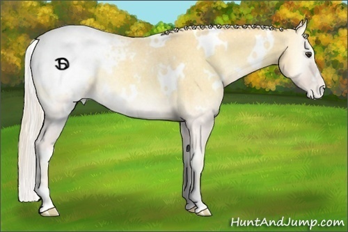 Horse Color:White Spotted Palomino Roan Onyx Snowcap Rabicano