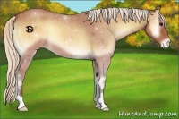 Horse Color:Silver Buckskin Roan Onyx Varnish 