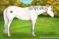 Horse Color:Palomino Roan Dun Appaloosa