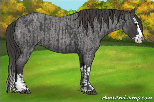 Horse Color:Blue Roan Sabino Splash  and Smoky Blue Roan Sabino Splash 