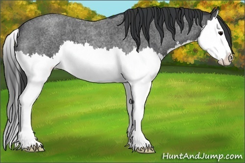 Horse Color:Blue Roan Splash